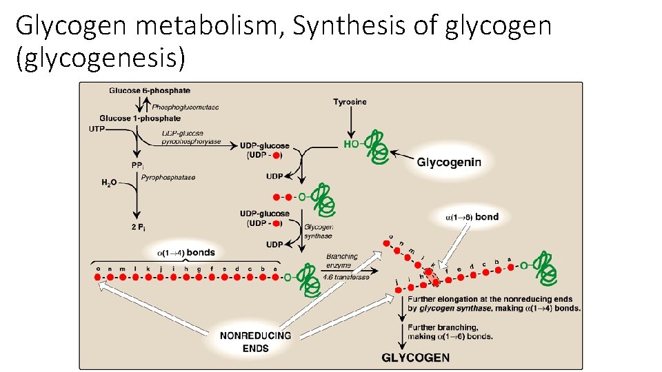 Glycogen metabolism, Synthesis of glycogen (glycogenesis) 