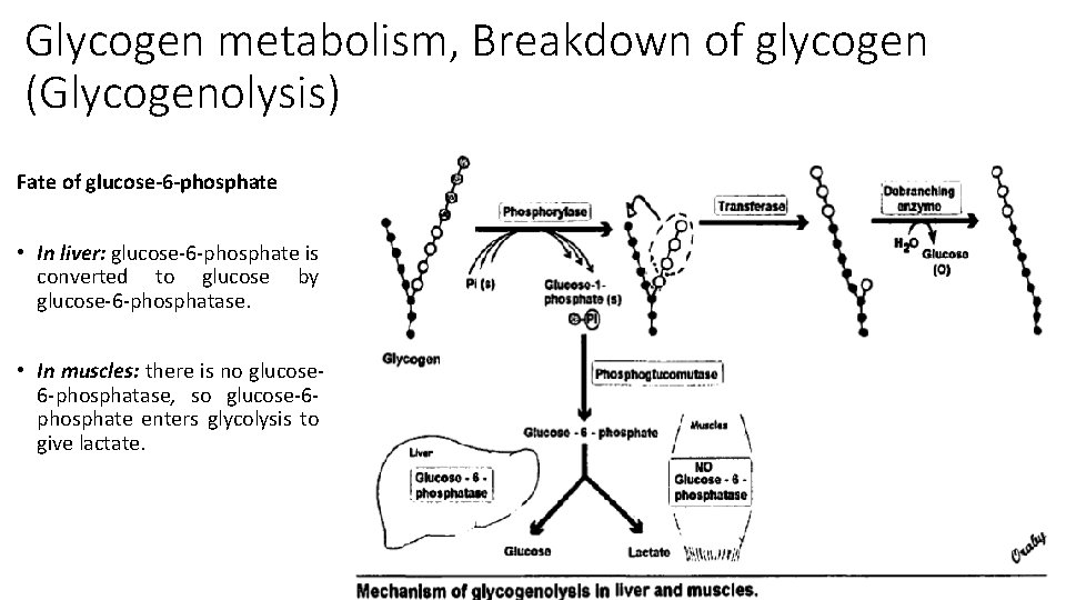 Glycogen metabolism, Breakdown of glycogen (Glycogenolysis) Fate of glucose-6 -phosphate • In liver: glucose-6