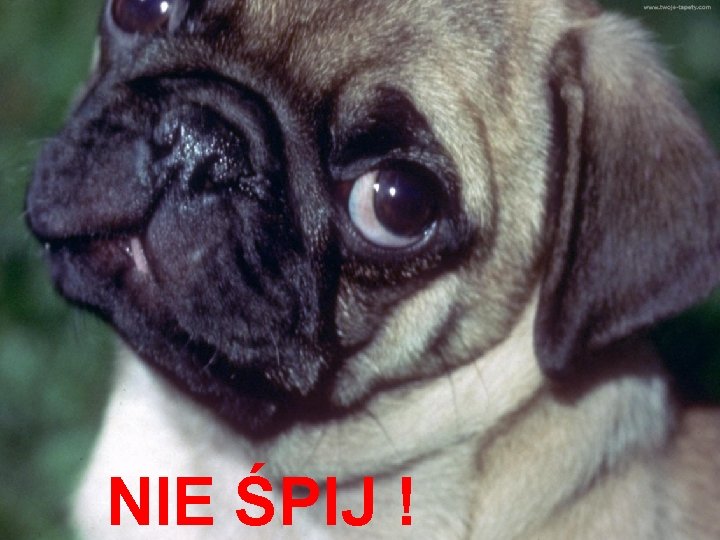 NIE ŚPIJ ! 