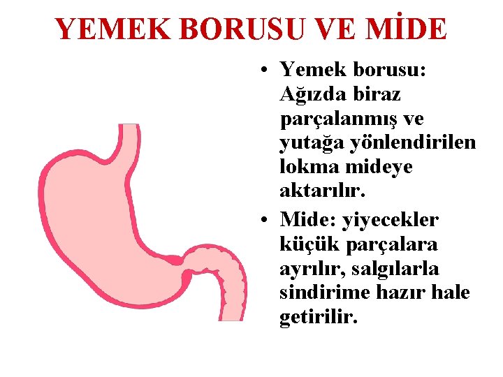 YEMEK BORUSU VE MİDE • Yemek borusu: Ağızda biraz parçalanmış ve yutağa yönlendirilen lokma