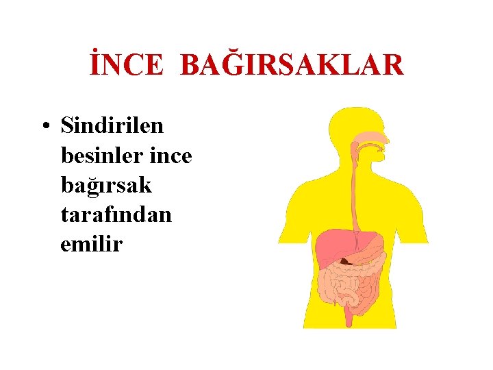 İNCE BAĞIRSAKLAR • Sindirilen besinler ince bağırsak tarafından emilir 