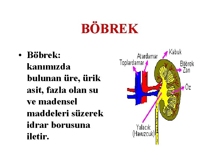 BÖBREK • Böbrek: kanımızda bulunan üre, ürik asit, fazla olan su ve madensel maddeleri