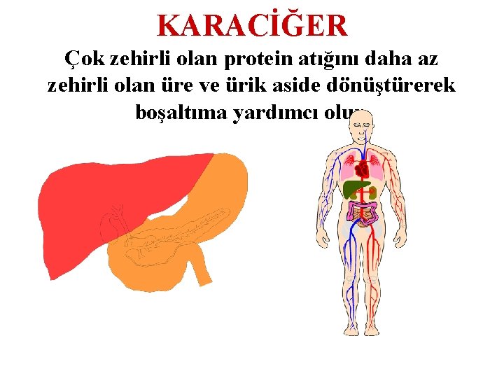 KARACİĞER Çok zehirli olan protein atığını daha az zehirli olan üre ve ürik aside