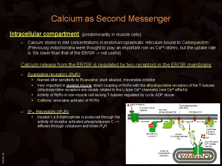 Calcium as Second Messenger Intracellular compartment: (predominantly in muscle cells) – Calcium stored in