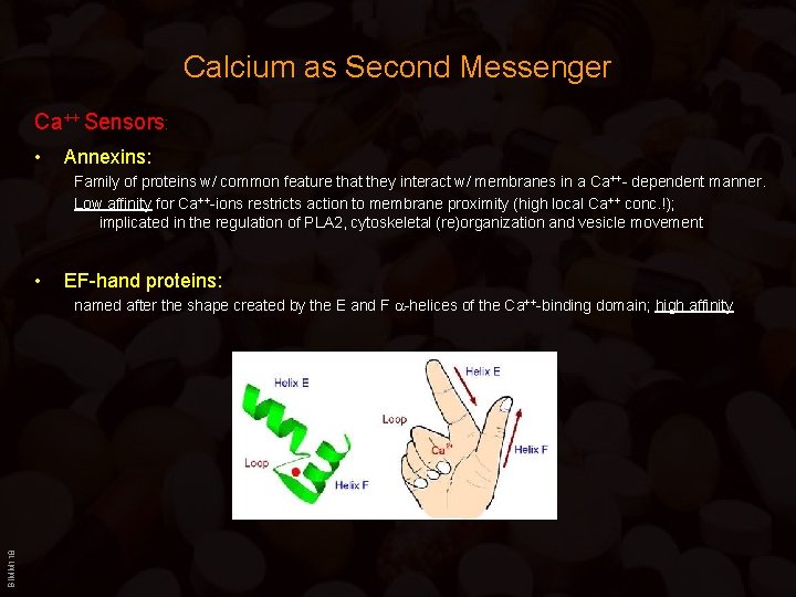 Calcium as Second Messenger Ca++ Sensors: • Annexins: Family of proteins w/ common feature
