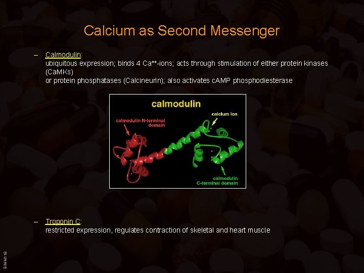 Calcium as Second Messenger – Calmodulin: ubiquitous expression; binds 4 Ca++-ions; acts through stimulation