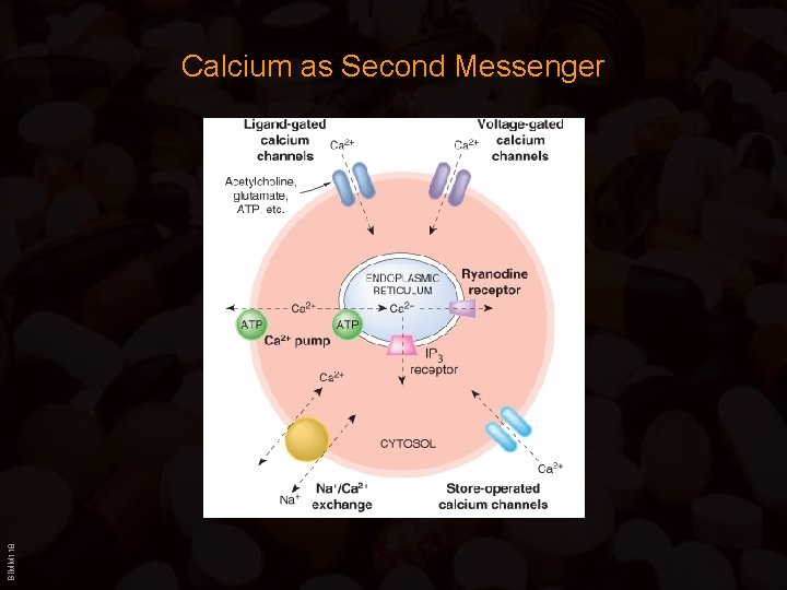 BIMM 118 Calcium as Second Messenger 