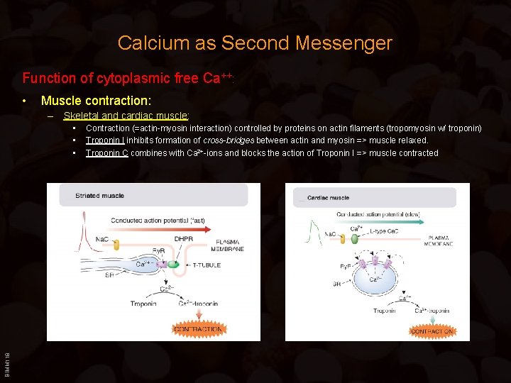 Calcium as Second Messenger Function of cytoplasmic free Ca++: • Muscle contraction: – Skeletal
