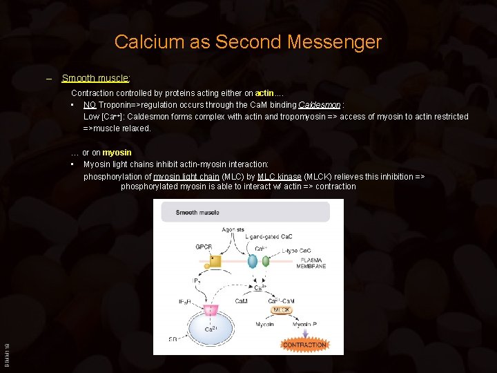 Calcium as Second Messenger – Smooth muscle: Contraction controlled by proteins acting either on