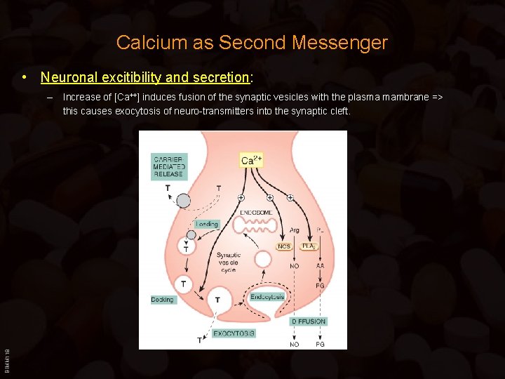 Calcium as Second Messenger • Neuronal excitibility and secretion: BIMM 118 – Increase of