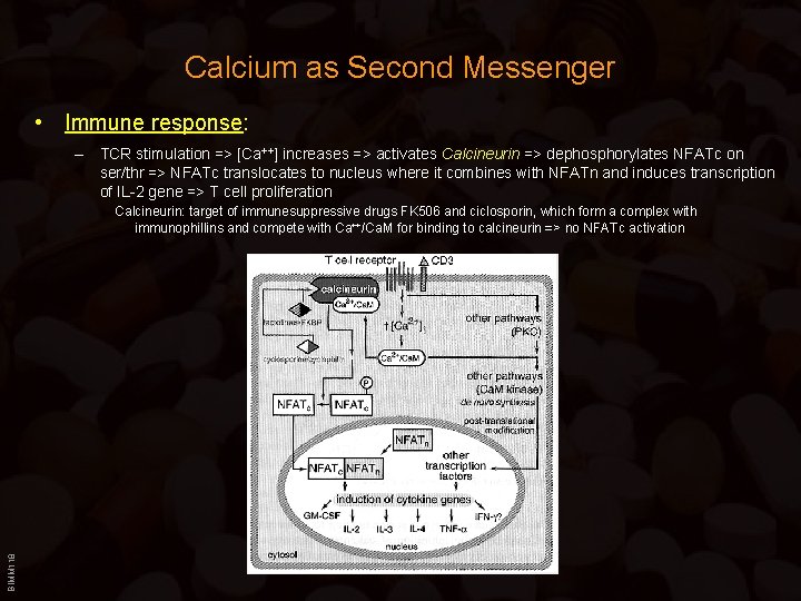 Calcium as Second Messenger • Immune response: – TCR stimulation => [Ca++] increases =>