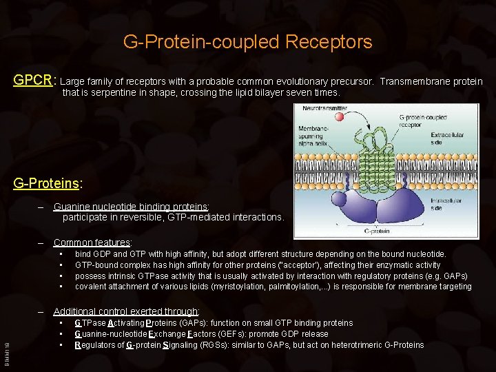 G-Protein-coupled Receptors GPCR: Large family of receptors with a probable common evolutionary precursor. Transmembrane