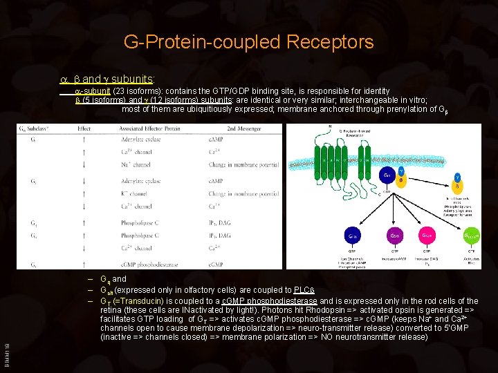 G-Protein-coupled Receptors , and subunits: -subunit (23 isoforms): contains the GTP/GDP binding site, is