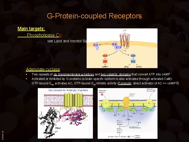 G-Protein-coupled Receptors Main targets: Phospholipase C : see Lipid and Inositol Signaling Adenylate cyclase: