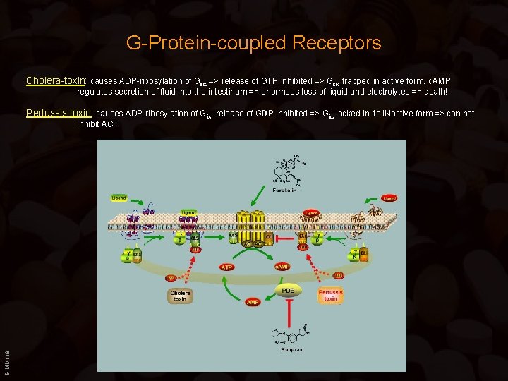 G-Protein-coupled Receptors Cholera-toxin: causes ADP-ribosylation of Gs => release of GTP inhibited => Gs