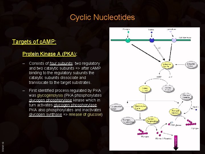 Cyclic Nucleotides Targets of c. AMP: Protein Kinase A (PKA): – Consists of four