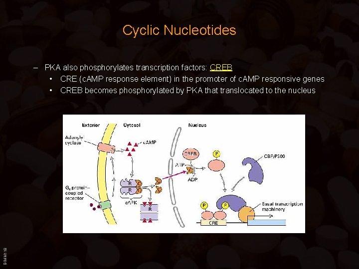 Cyclic Nucleotides BIMM 118 – PKA also phosphorylates transcription factors: CREB • CRE (c.