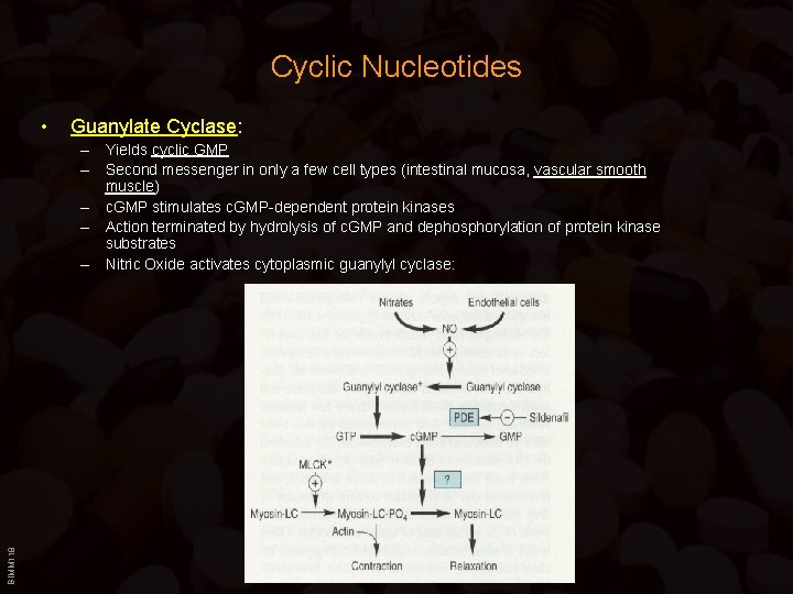 Cyclic Nucleotides • Guanylate Cyclase: BIMM 118 – Yields cyclic GMP – Second messenger