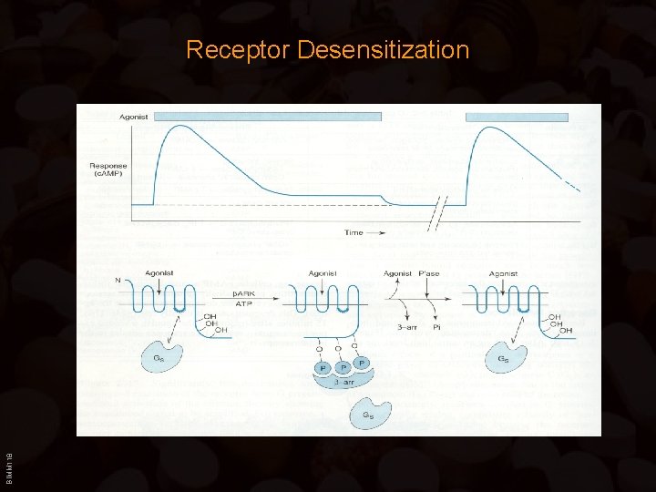 BIMM 118 Receptor Desensitization 