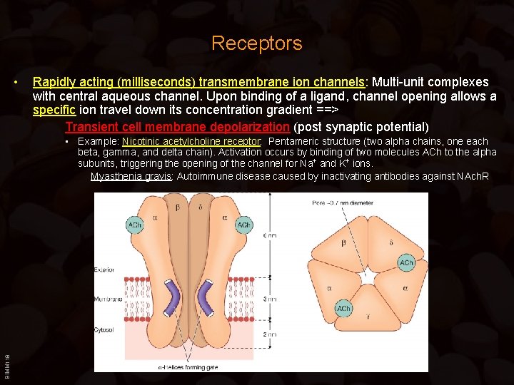 Receptors • Rapidly acting (milliseconds) transmembrane ion channels: Multi-unit complexes with central aqueous channel.