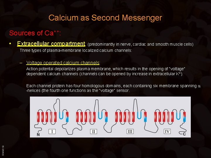 Calcium as Second Messenger Sources of Ca++: • Extracellular compartment: (predominantly in nerve, cardiac