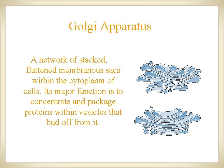 Golgi Apparatus A network of stacked, flattened membranous sacs within the cytoplasm of cells. Golgi Apparatus A network of stacked, flattened membranous sacs within the cytoplasm of cells.