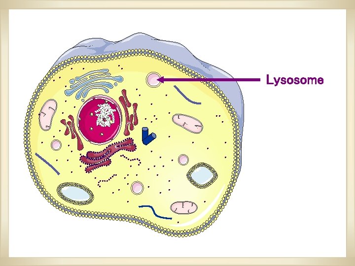Lysosome Lysosome