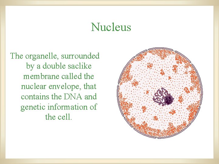 Nucleus The organelle, surrounded by a double saclike membrane called the nuclear envelope, that Nucleus The organelle, surrounded by a double saclike membrane called the nuclear envelope, that