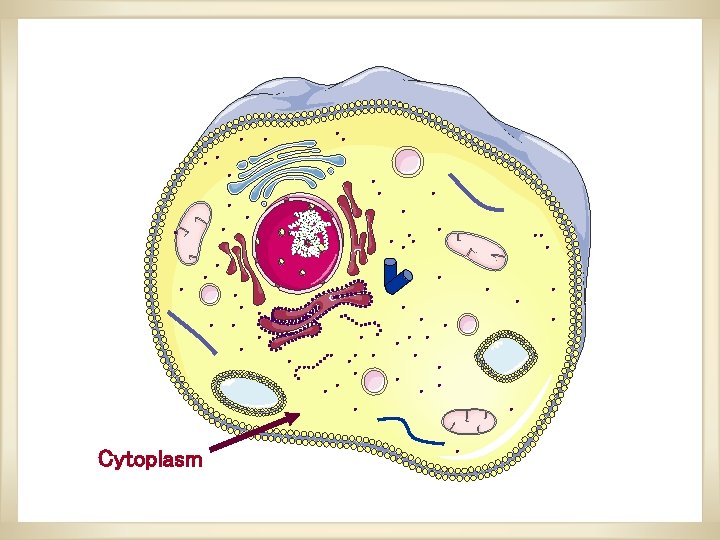 Cytoplasm Cytoplasm