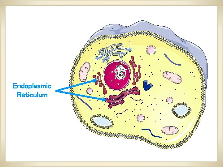 Endoplasmic Reticulum Endoplasmic Reticulum