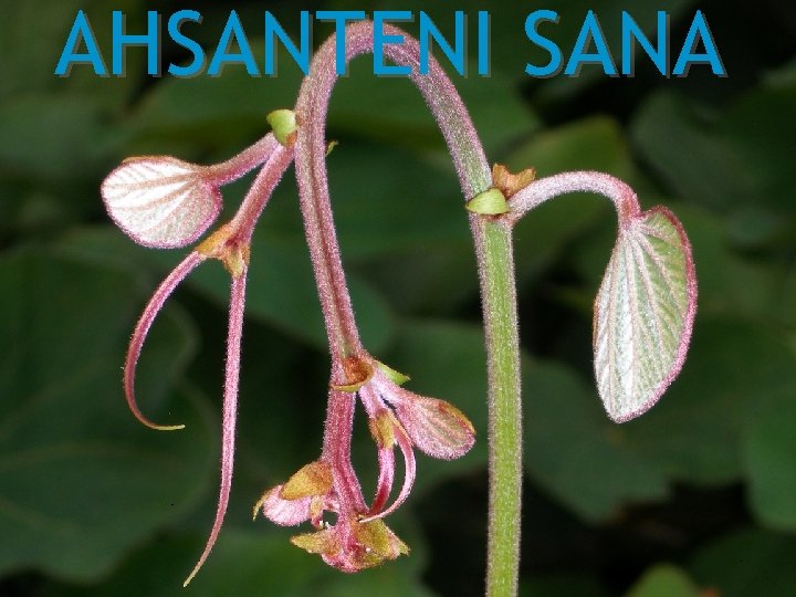 AHSANTENI SANA 