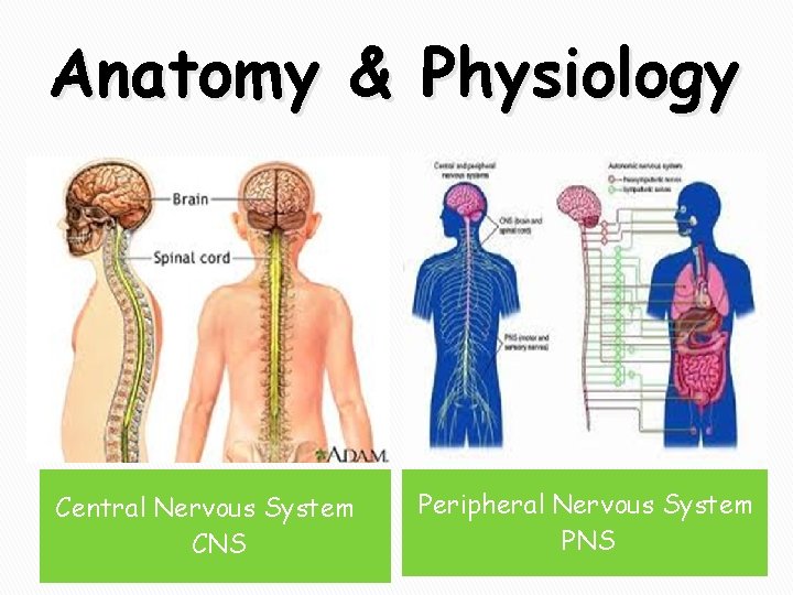 Anatomy & Physiology Central Nervous System CNS Peripheral Nervous System PNS 