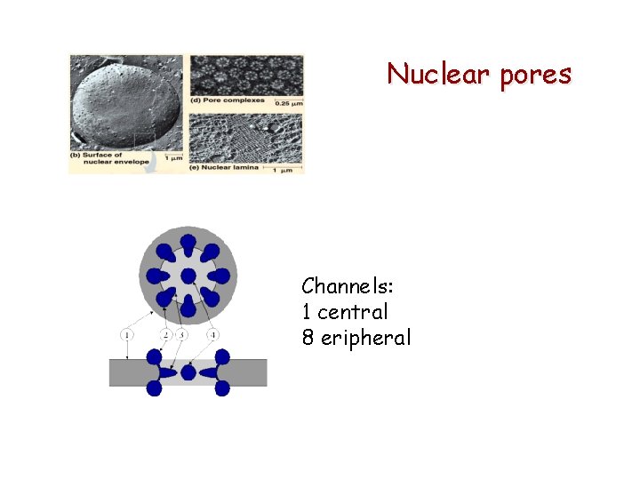 Nuclear pores Channels: 1 central 8 eripheral 