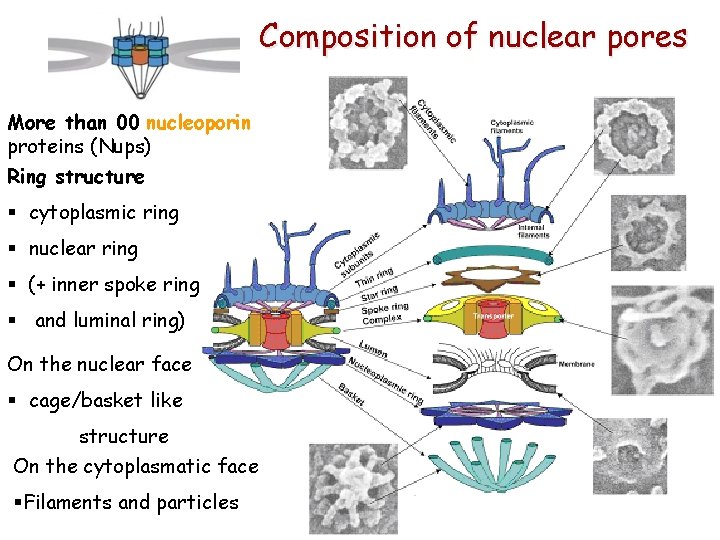 Composition of nuclear pores More than 00 nucleoporin proteins (Nups) Ring structure § cytoplasmic