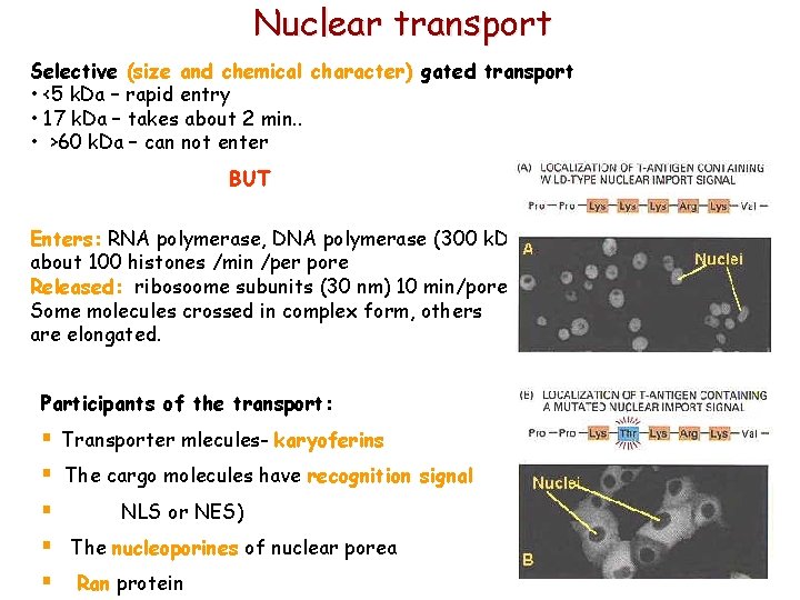 Nuclear transport Selective (size and chemical character) gated transport • <5 k. Da –