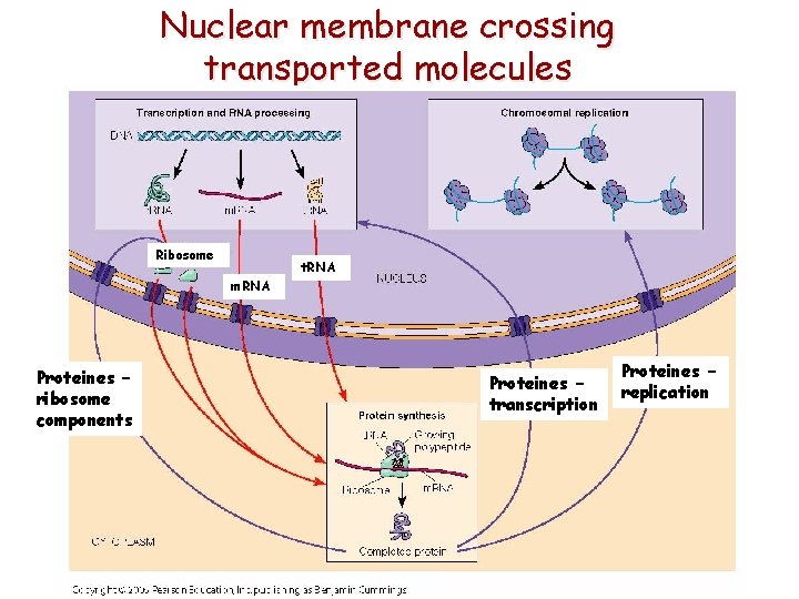 Nuclear membrane crossing transported molecules Ribosome t. RNA m. RNA Proteines – ribosome components