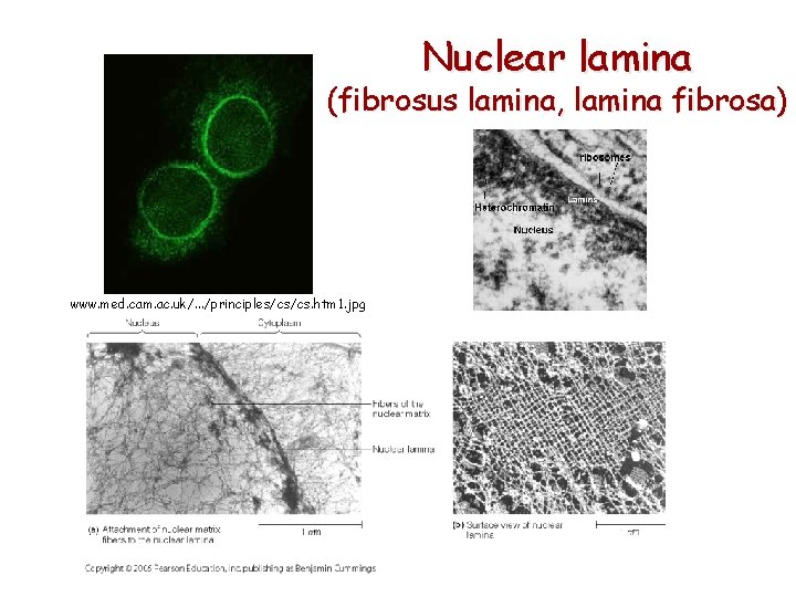 Nuclear lamina (fibrosus lamina, lamina fibrosa) www. med. cam. ac. uk/. . . /principles/cs/cs.