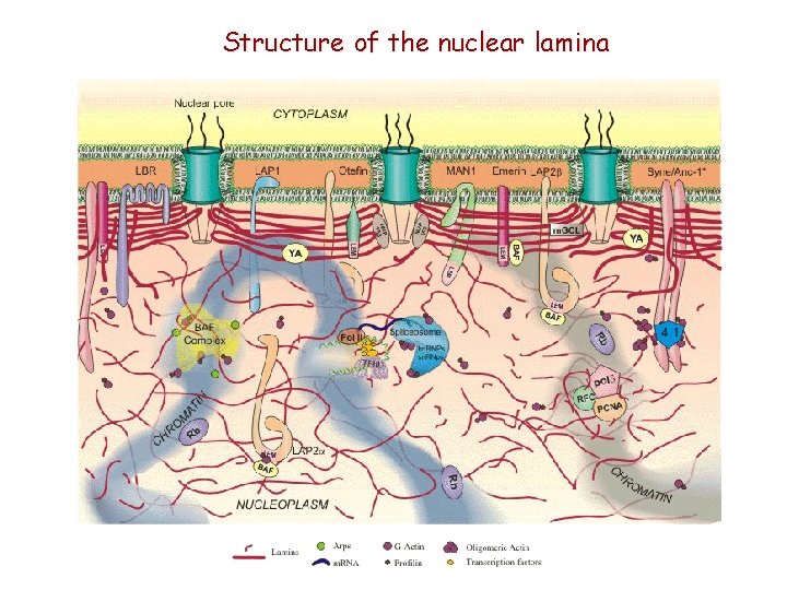 Structure of the nuclear lamina 