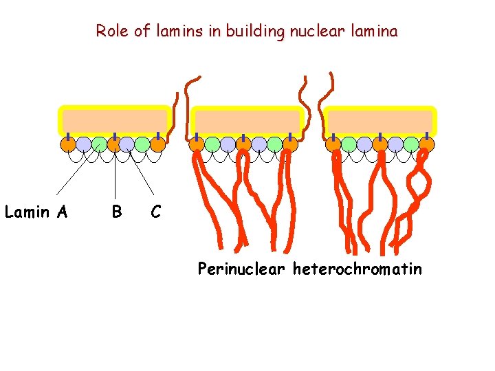 Role of lamins in building nuclear lamina Lamin A B C Perinuclear heterochromatin 