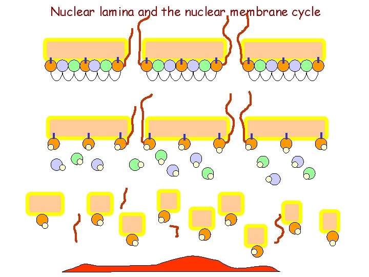 Nuclear lamina and the nuclear membrane cycle 
