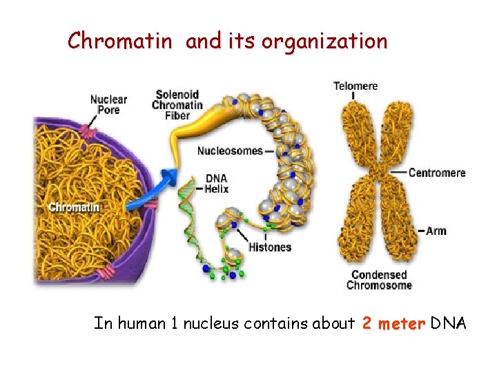 Chromatin and its organization In human 1 nucleus contains about 2 meter DNA 