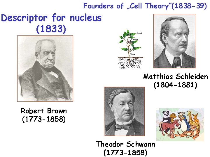 Founders of „Cell Theory”(1838 -39) Descriptor for nucleus (1833) Matthias Schleiden (1804 -1881) Robert