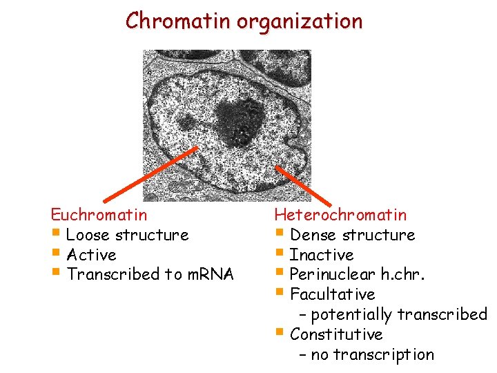 Chromatin organization Euchromatin § Loose structure § Active § Transcribed to m. RNA Heterochromatin
