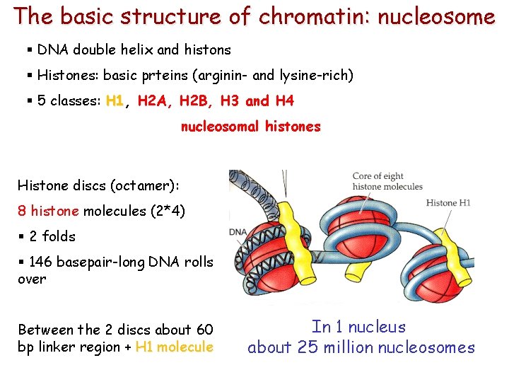 The basic structure of chromatin: nucleosome § DNA double helix and histons § Histones: