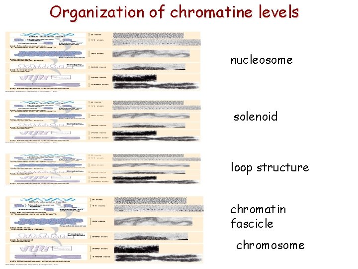 Organization of chromatine levels nucleosome solenoid loop structure chromatin fascicle chromosome 