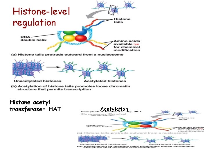 Histone-level regulation Histone acetyl transferase= HAT Hiszton Acetylation 