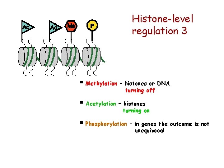 Histone-level regulation 3 § Methylation – histones or DNA turning off § Acetylation –