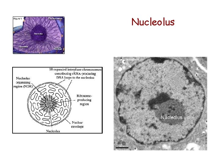 Nucleolus 