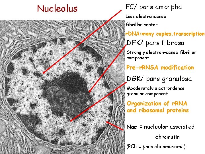 Nucleolus FC/ pars amorpha Less electrondense fibrillar center r. DNA: many copies, transcription DFK/