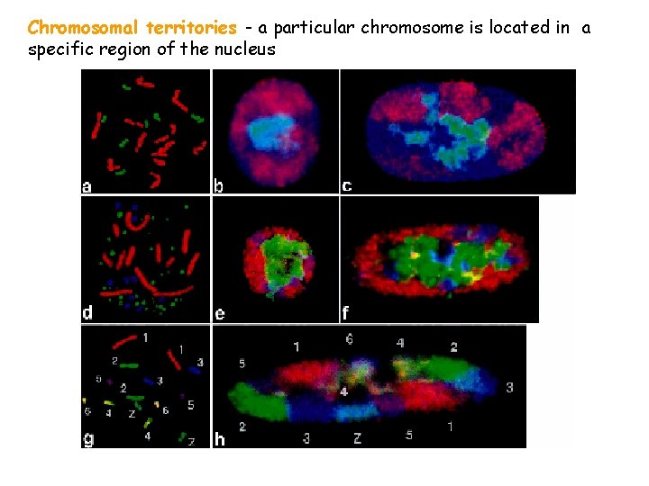 Chromosomal territories - a particular chromosome is located in a specific region of the